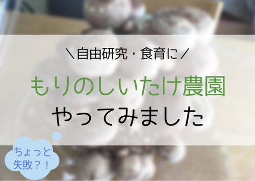 森のしいたけ農園 お手入れかんたん 2週間で食べられる きのこの栽培キットはお手軽家庭菜園 Sakurasaku